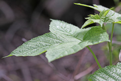 Rubus parviflorus