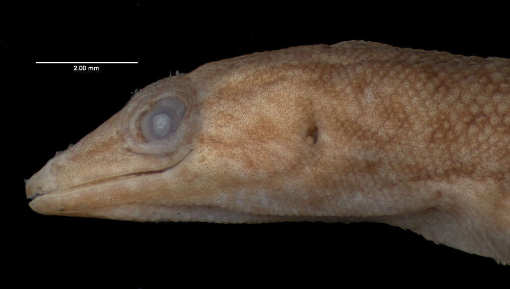Reef Gecko (Herps of Eastern Cuba) · iNaturalist Reef Gecko (Herps of Eastern Cuba) · iNaturalist