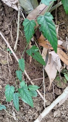 Rubus swinhoei