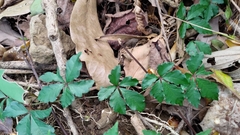 Tetrastigma obtectum