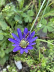 Toxomerus marginatus