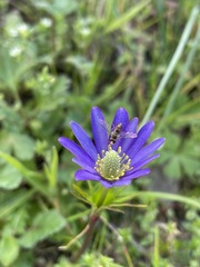 Toxomerus marginatus