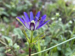 Toxomerus marginatus