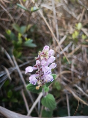 Scutellaria indica