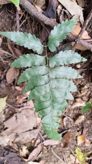 Microlepia marginata bipinnata