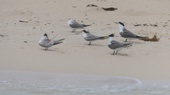 Thalasseus bengalensis