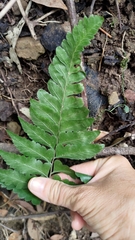 Microlepia marginata bipinnata