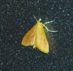 Helvibotys helvialis