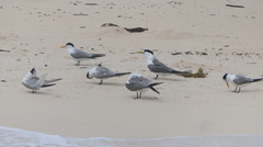 Thalasseus bengalensis