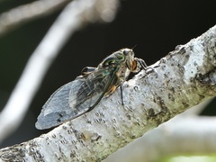 Amphipsalta zelandica