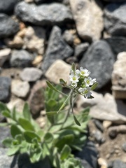 Tomostima platycarpa