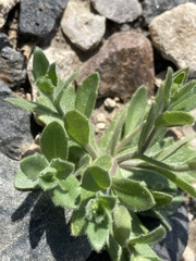 Tomostima platycarpa