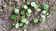 Lemmaphyllum microphyllum