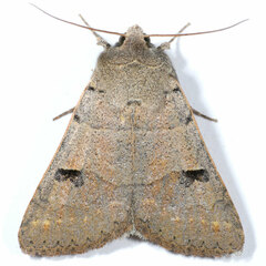 Cissusa indiscreta