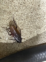 Periplaneta fuliginosa