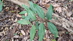 Smilax bracteata