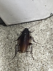 Periplaneta fuliginosa