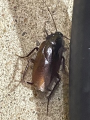 Periplaneta fuliginosa