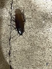 Periplaneta fuliginosa