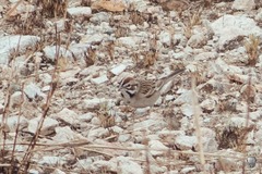 Chondestes grammacus