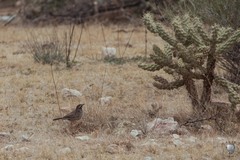 Campylorhynchus brunneicapillus