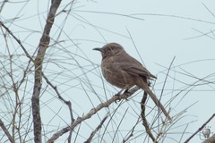 Toxostoma bendirei