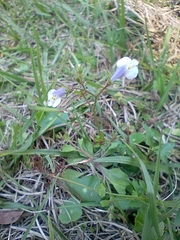 Mazus pumilus