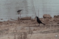Himantopus mexicanus