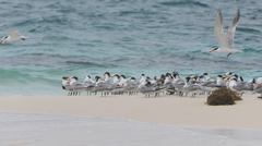 Thalasseus bengalensis