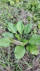 Plantago asiatica