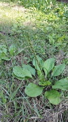 Plantago asiatica