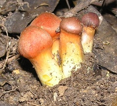 Cortinarius persplendidus
