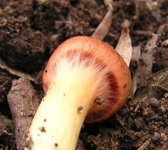 Cortinarius persplendidus