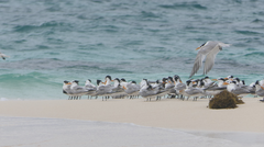 Thalasseus bengalensis