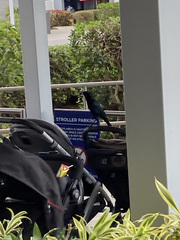 Quiscalus major westoni