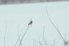 Pyrocephalus rubinus