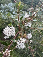 Ceanothus megacarpus
