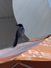 Quiscalus major westoni