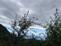Ceanothus megacarpus