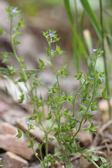 Veronica biloba