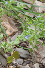 Veronica biloba