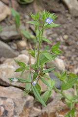 Veronica biloba