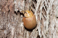 Paropsis atomaria