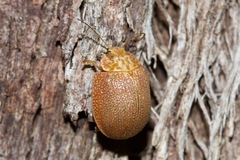 Paropsis atomaria