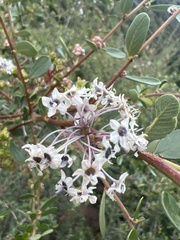 Ceanothus megacarpus