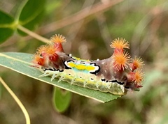 Doratifera vulnerans