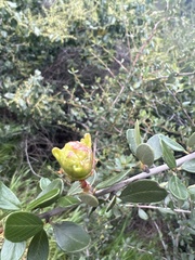 Ceanothus megacarpus