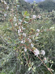 Ceanothus megacarpus
