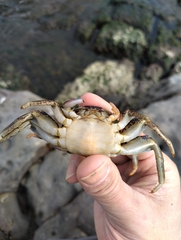Grapsus albolineatus