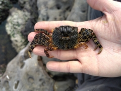 Grapsus albolineatus